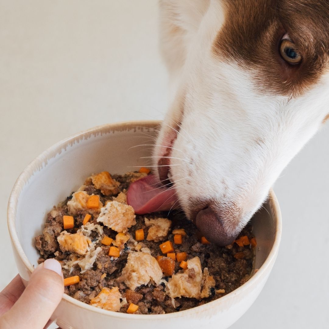 Wild Balance Wet Food for Dogs with Salmon and Beef