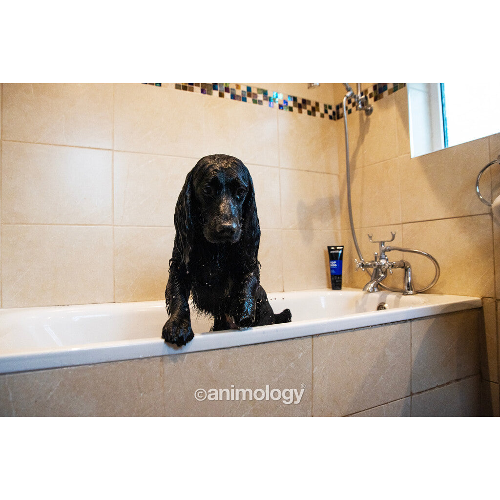 Animology Top Dog Conditioner for Dogs (250 ml)