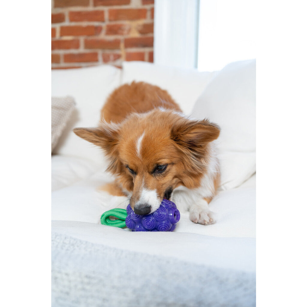 Dog toy grapes "Outward Hound Dental Grapes"