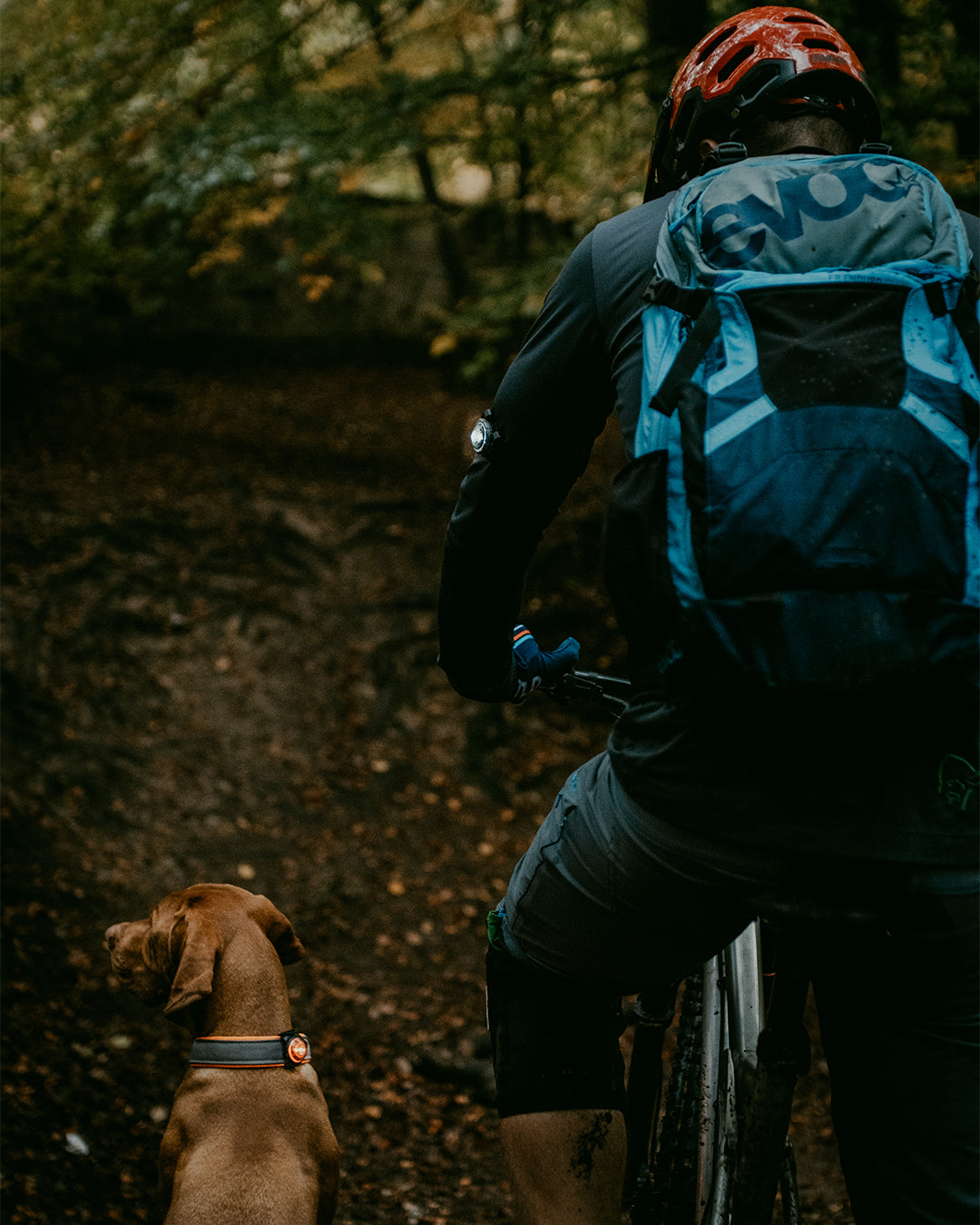 LED safety light set for you and your dog "Orbiloc Twin Pack"