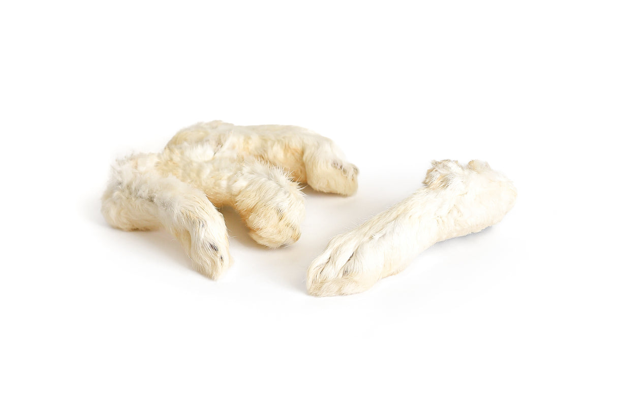 Rabbit's foot fern