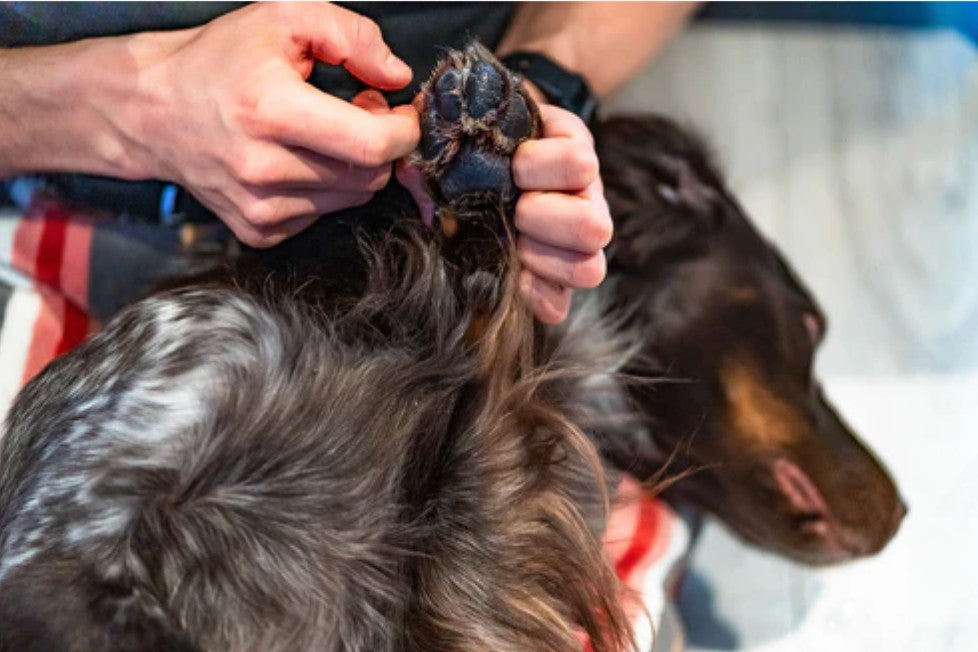 Protective balm for pet paws "Non-stop Dogwear Paw Care"