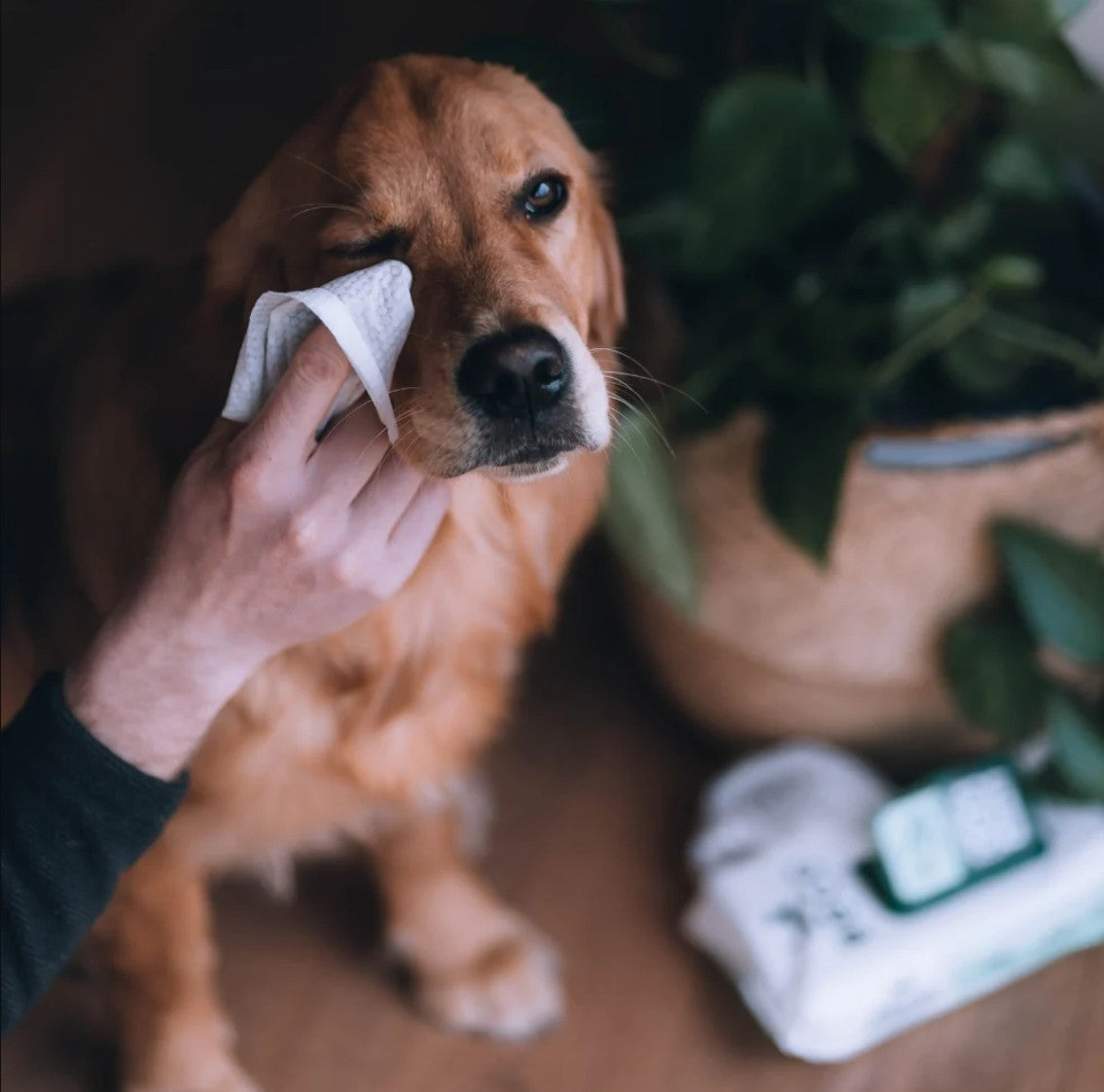 "Beco" Wet Bamboo Fibre Eye Wipes for Dogs (Fragrance-Free)