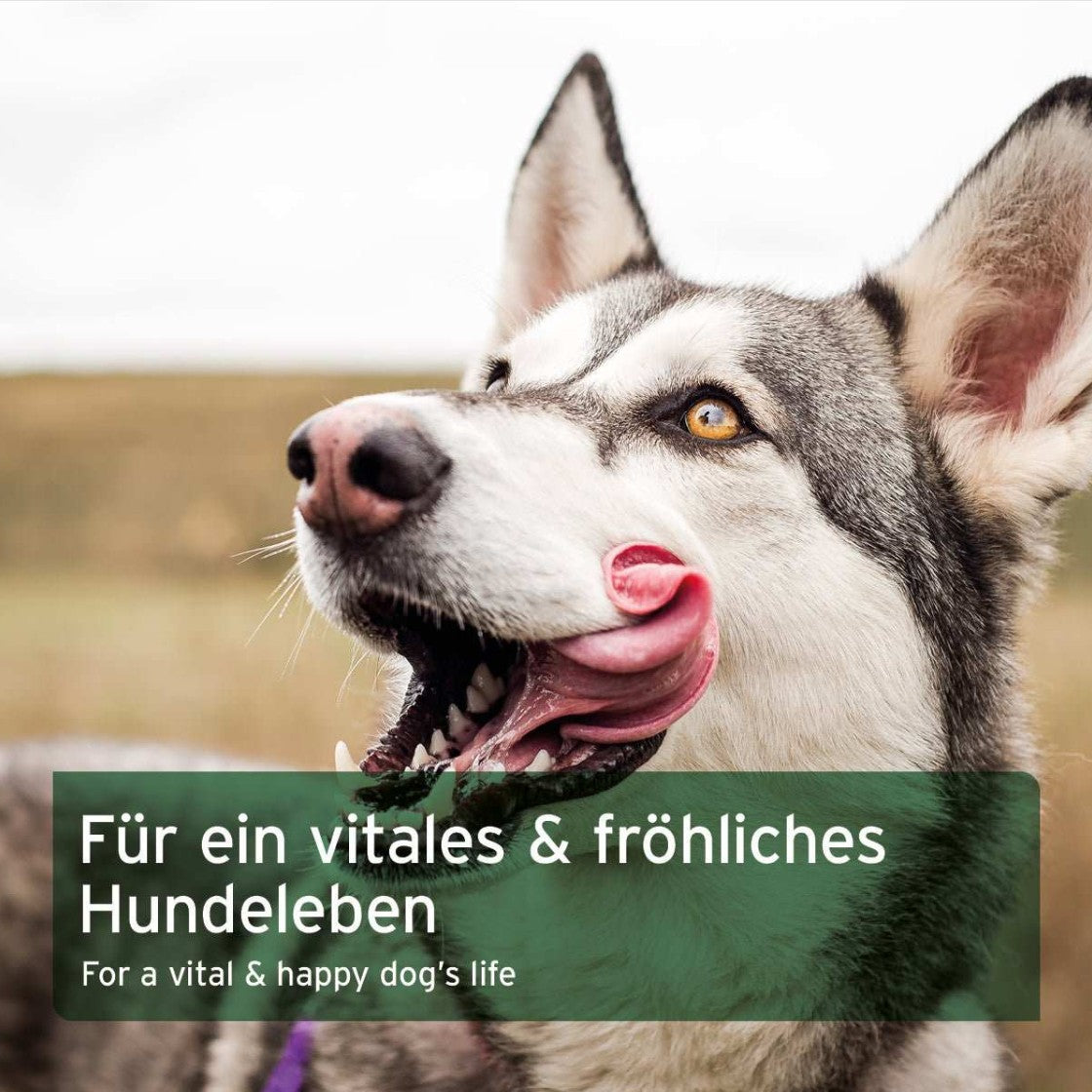 Food supplement for dogs - raw food supplement mixture "Aniforte BARF Complete"