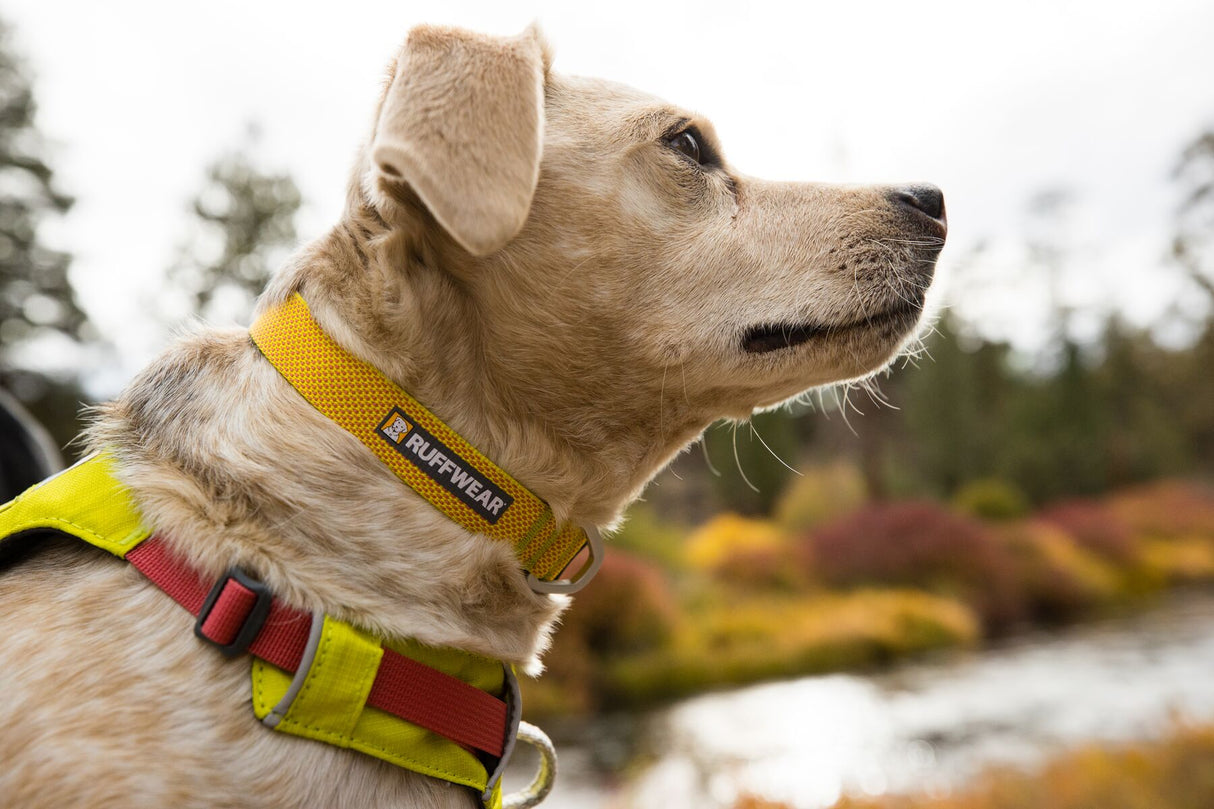 Ruffwear Hi & Light Collar
