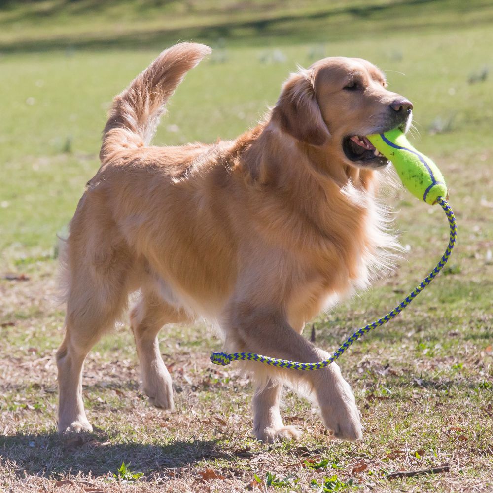 KONG Air Fetch Stick Toy
