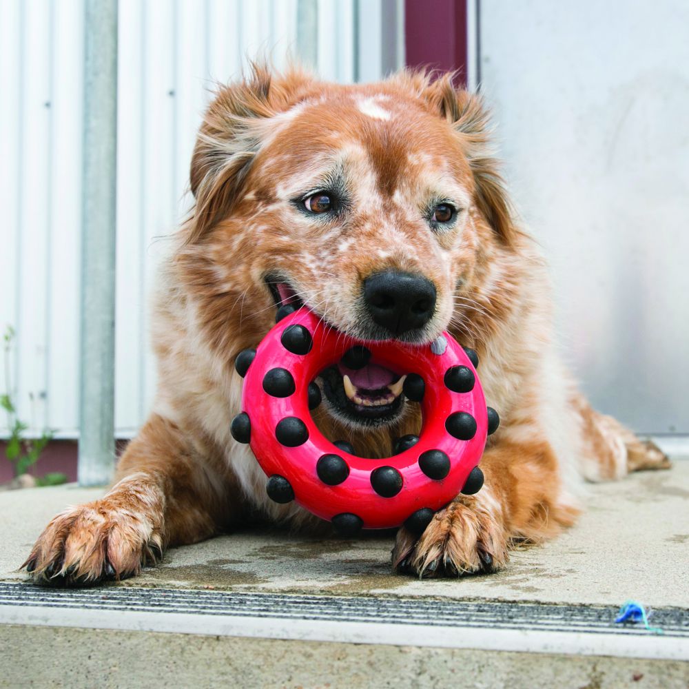 KONG Dotz Circle toy