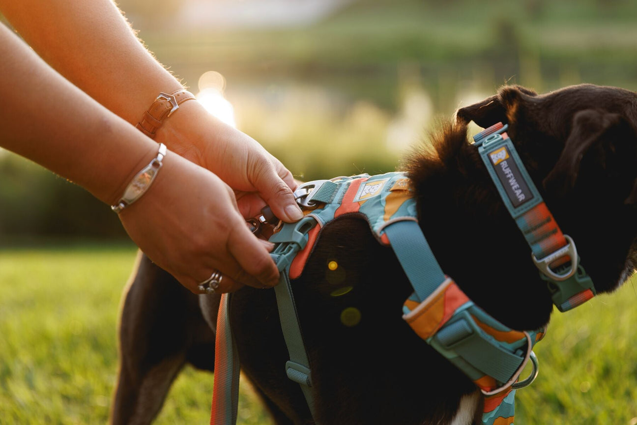 Petnešos šunims Ruffwear Front Range - populiarios petnešos