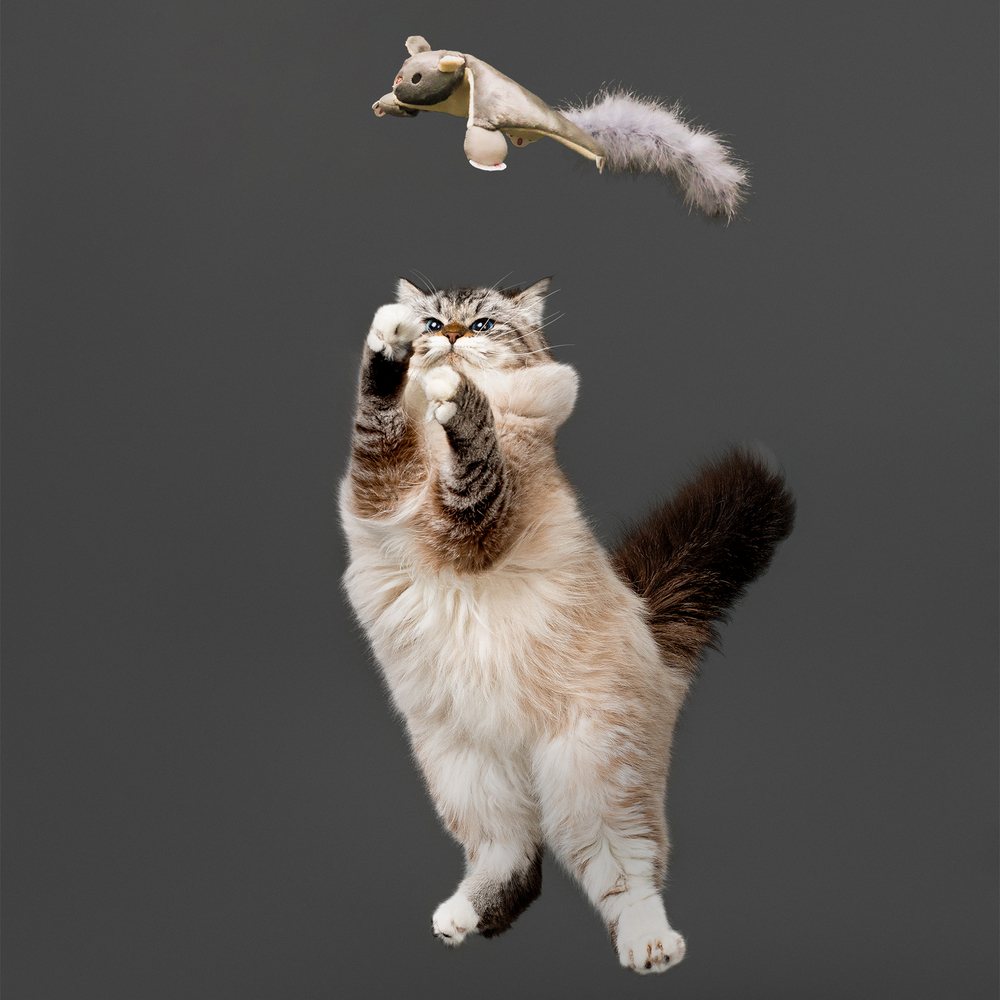 Skraidanti voverė katėms su katžole "Playology Flying Squirrel"