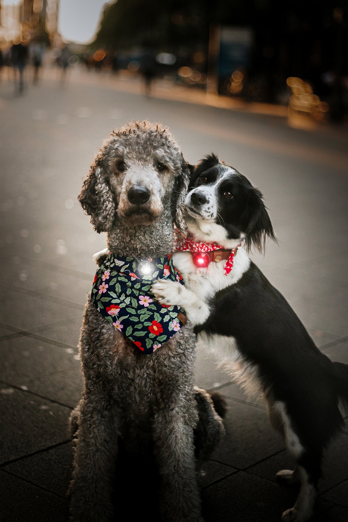 LED safety light set for you and your dog "Orbiloc Twin Pack"