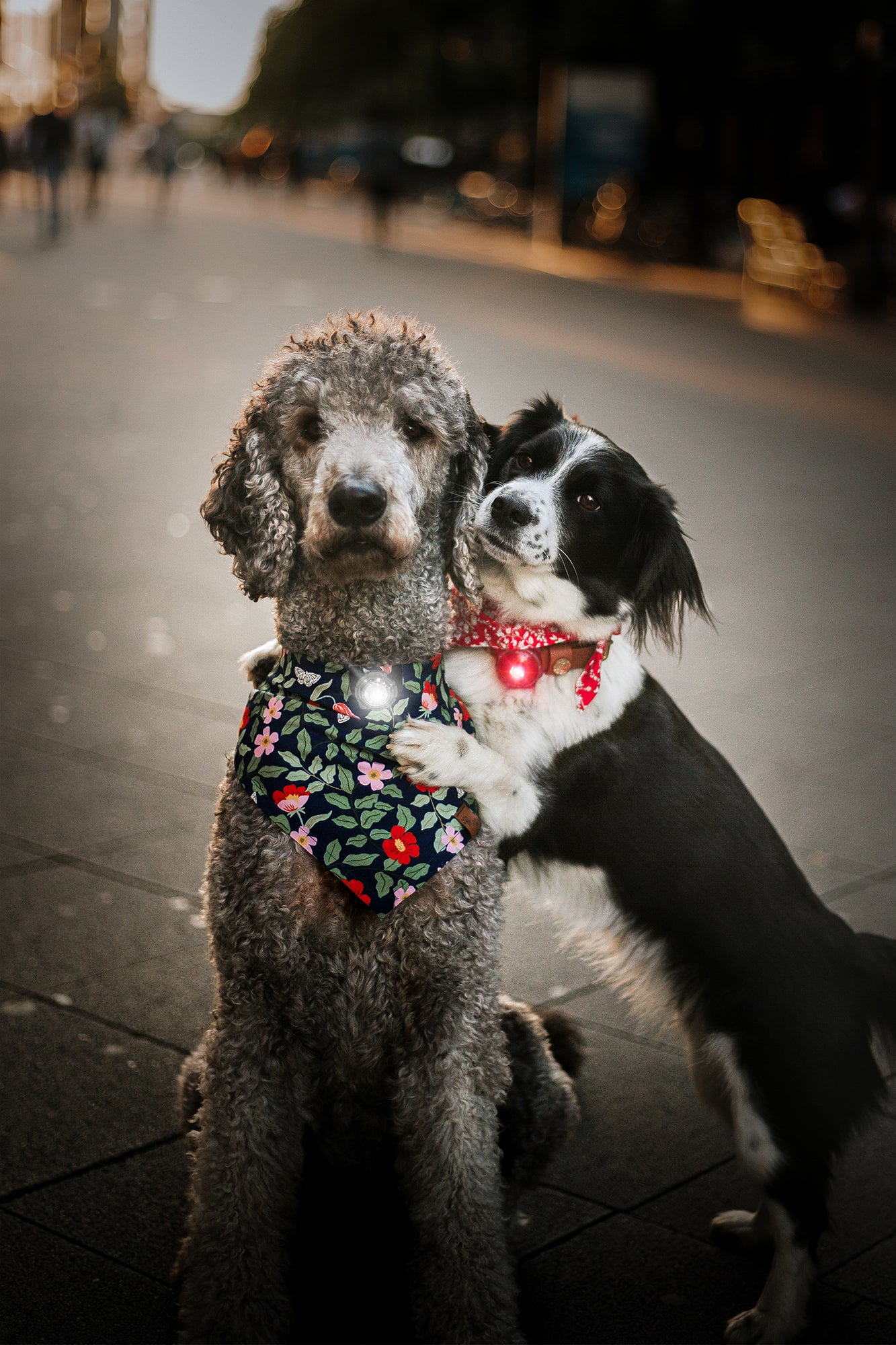 LED safety light set for you and your dog "Orbiloc Twin Pack"