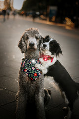 LED safety light set for you and your dog "Orbiloc Twin Pack"