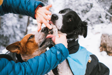 Protective balm for pet paws "Non-stop Dogwear Paw Care"