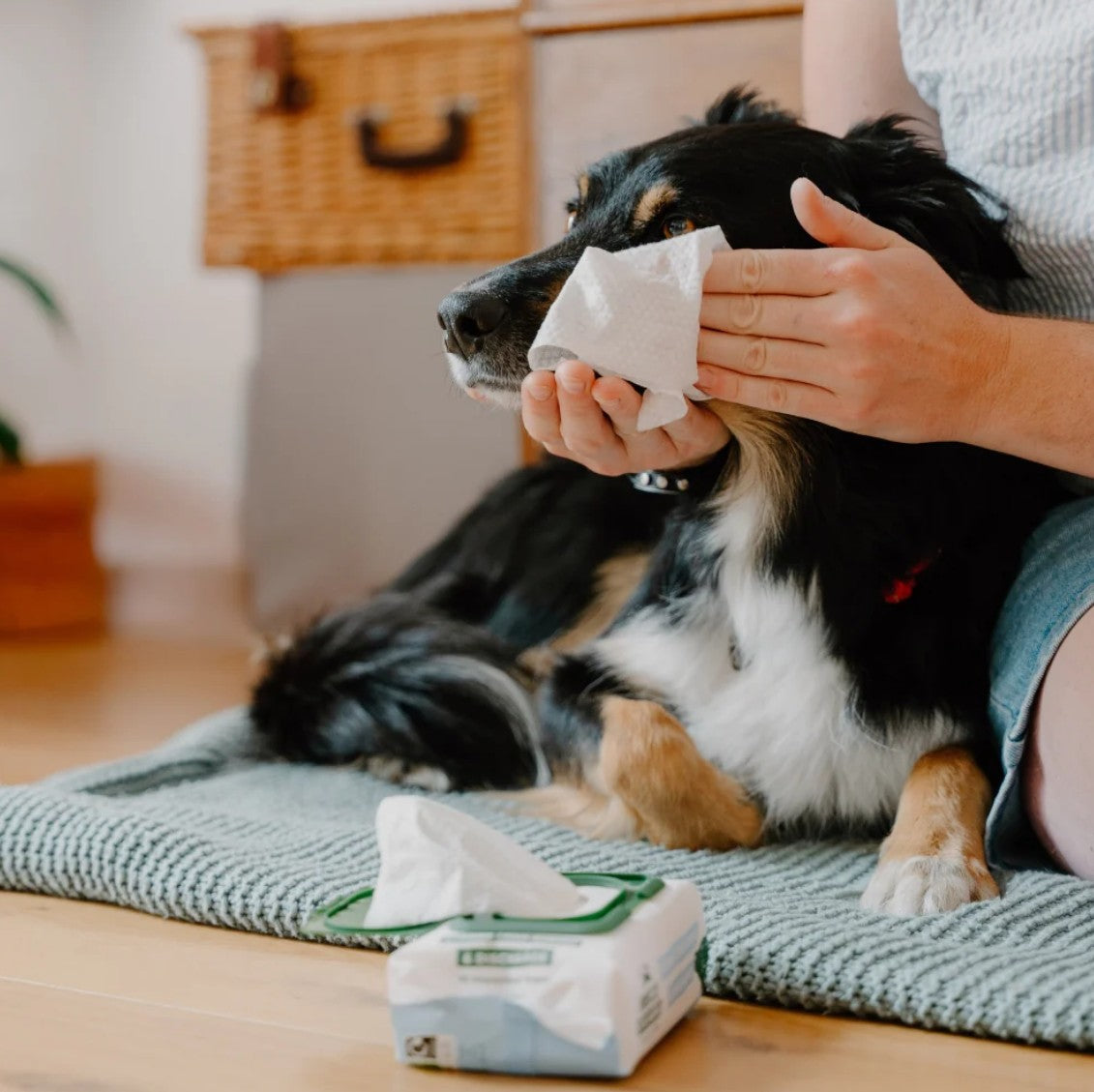 "Beco" Wet Bamboo Fibre Eye Wipes for Dogs (Fragrance-Free)