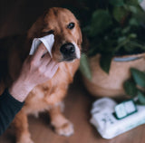 "Beco" Wet Bamboo Fibre Eye Wipes for Dogs (Fragrance-Free)