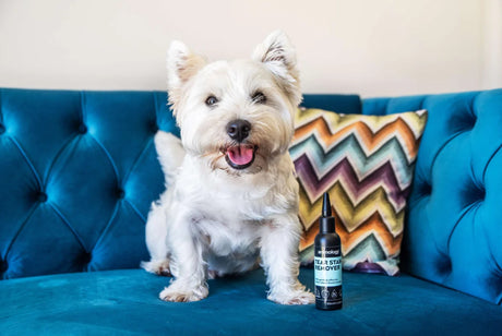 Tear Stain Remover for Dogs Animology Tear Stain Remover (100 ml)