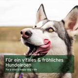 Food supplement for dogs - raw food supplement mixture "Aniforte BARF Complete"