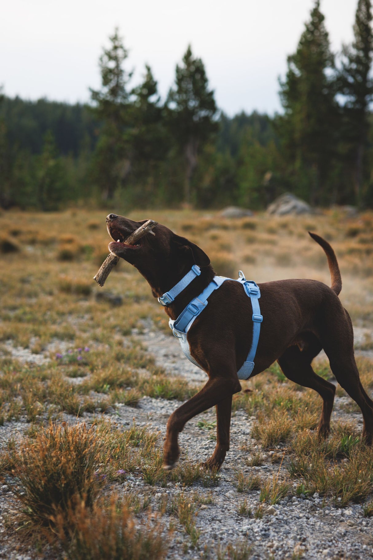 "Ruffwear Front Range Flex" Harness