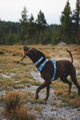 "Ruffwear Front Range Flex" Harness