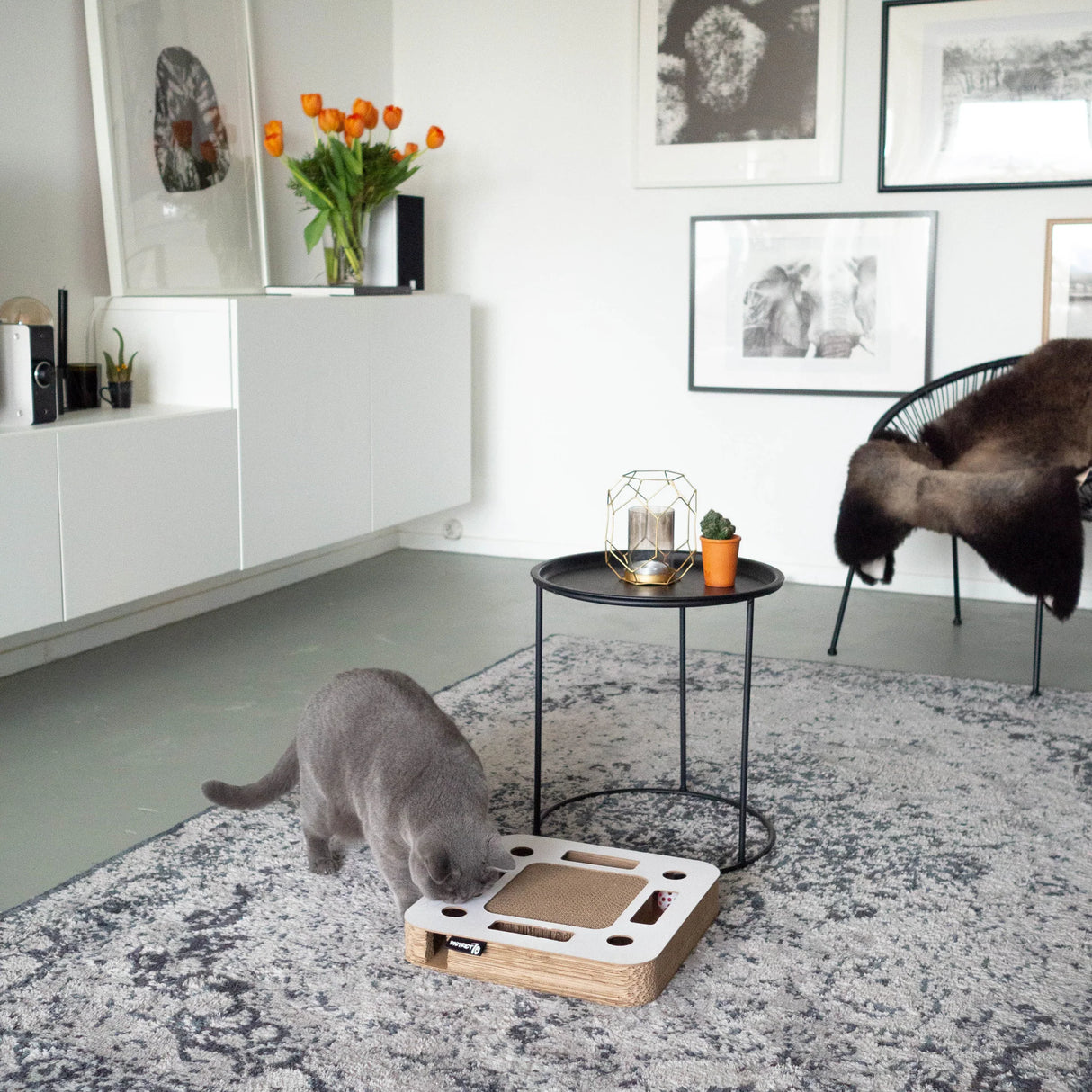 Multifunctional cat toy