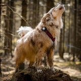 LED safety light for dogs "Orbiloc Dog Dual"